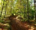 lesná cesta 